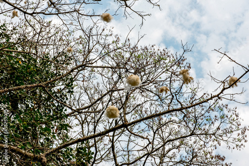 cotton tree background in blue sky © Giovani Dressler