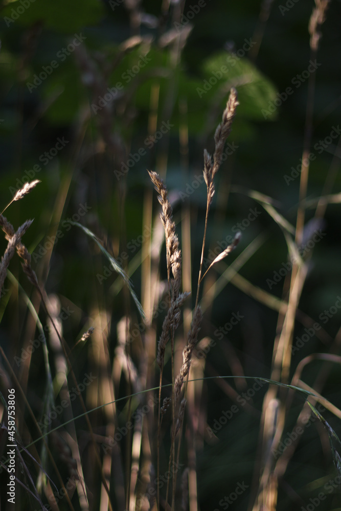 Fototapeta premium Zboże