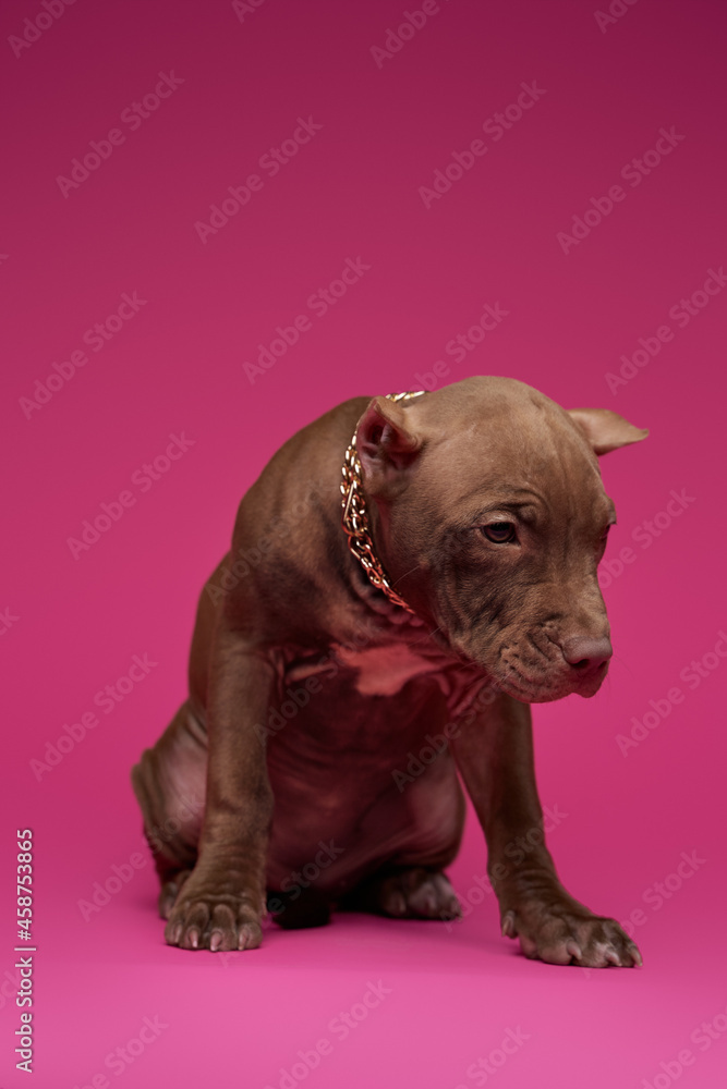 Fototapeta premium Staffordshire bullterrier dog with chain against pink background