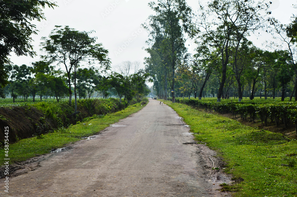 Road through tea garden . Assam's road .