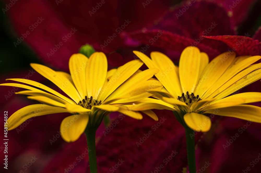 Obraz premium close up of yellow flower