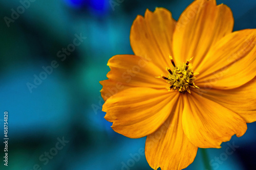 yellow flower on blue background