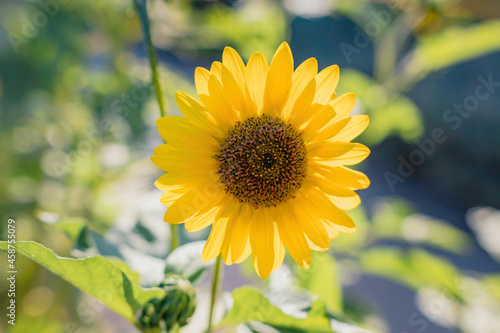 sunflower in the garden