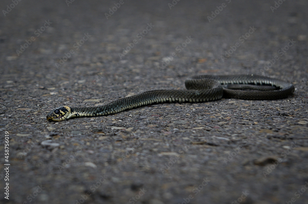 Grass snake (Natrix natrix) basking on the road on a summer morning. Grass snake (Natrix natrix) basking on the road on a summer morning.