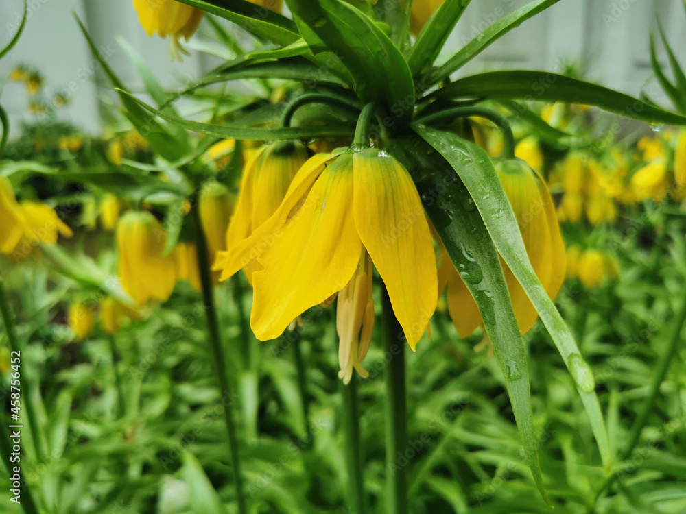 Obraz premium Imperial hazel grouse (Latin Fritillaria imperialis) yellow on a flower bed in a park on Elagin Island in St. Petersburg.