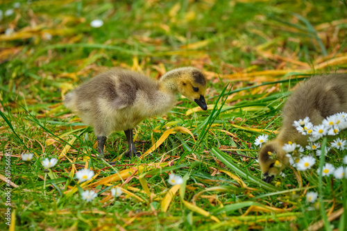 Canada goose goslings photo