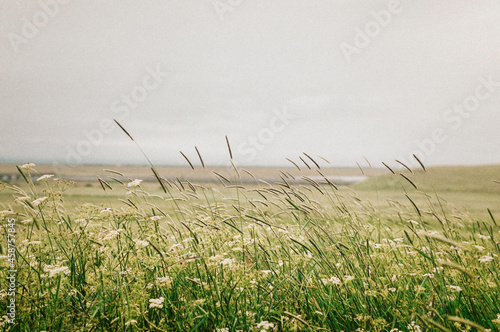 grass in the morning