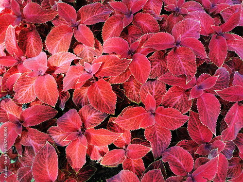  Floral background - red coleus leaves with green tips on a sunny summer day.