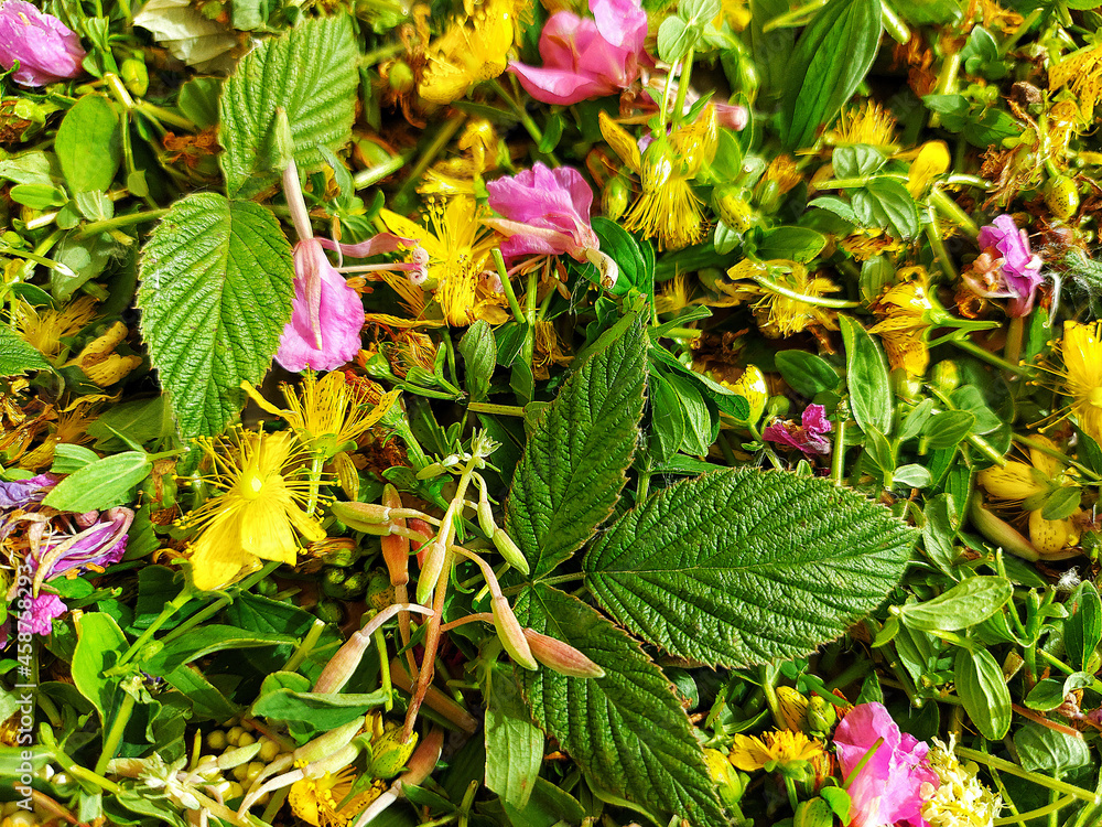 Natural plant background of fresh herbs, flowers and leaves Natural plant background of fresh herbs, flowers and leaves