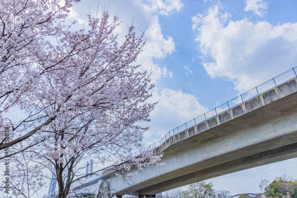 桜と青空と橋