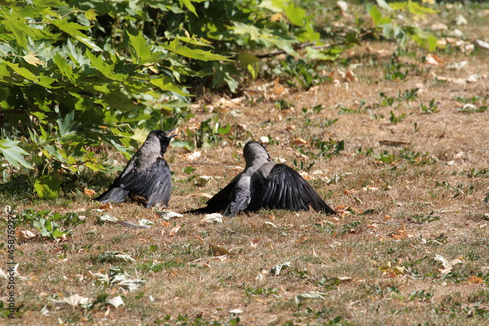 Fototapeta premium Birds and sunshine in Aarhus Botanical Gardens, Denmark