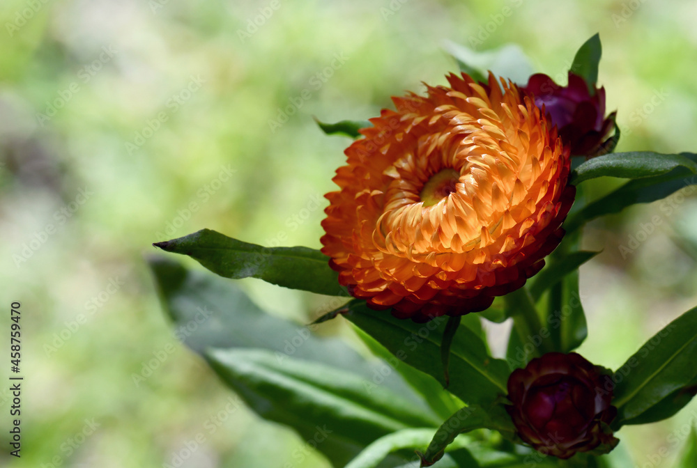 Spring nature background of orange and red Australian Everlasting Daisies, Xerochrysum bracteatum, family Asteraceae, in close up. Endemic to all Australian states and territories Spring nature background of orange and red Australian Everlasting Daisies, Xerochrysum bracteatum, family Asteraceae, in close up. Endemic to all Australian states and territories