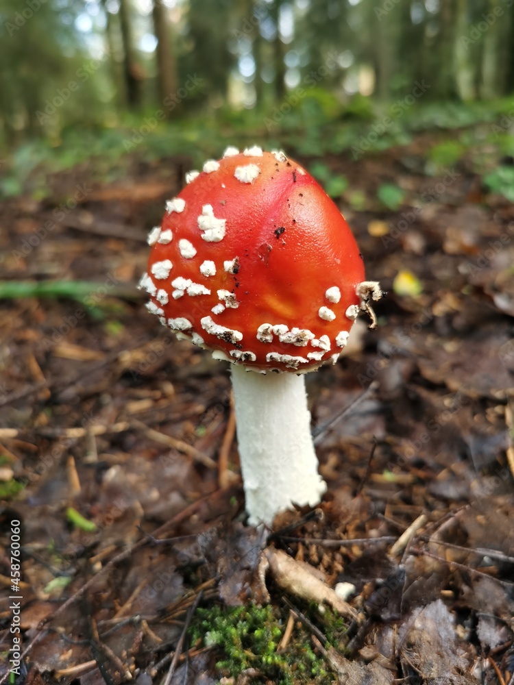Fly mushroom A toadstool in the forest Fly mushroom A toadstool in the forest