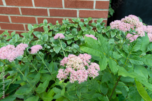 Hylotelephium Telephium flowers blooming in a garden at the end of summer