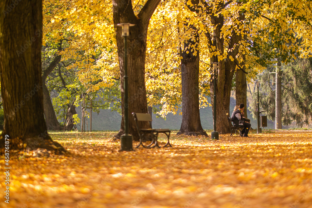 Obraz premium Złota jesień - Park miejski w Zamościu