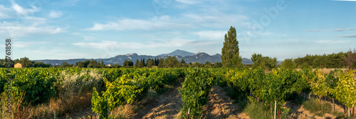Grape Vines In Vineyard With Mont Ventoux In Background at golden hour, sunset light in Provence, southern France photo