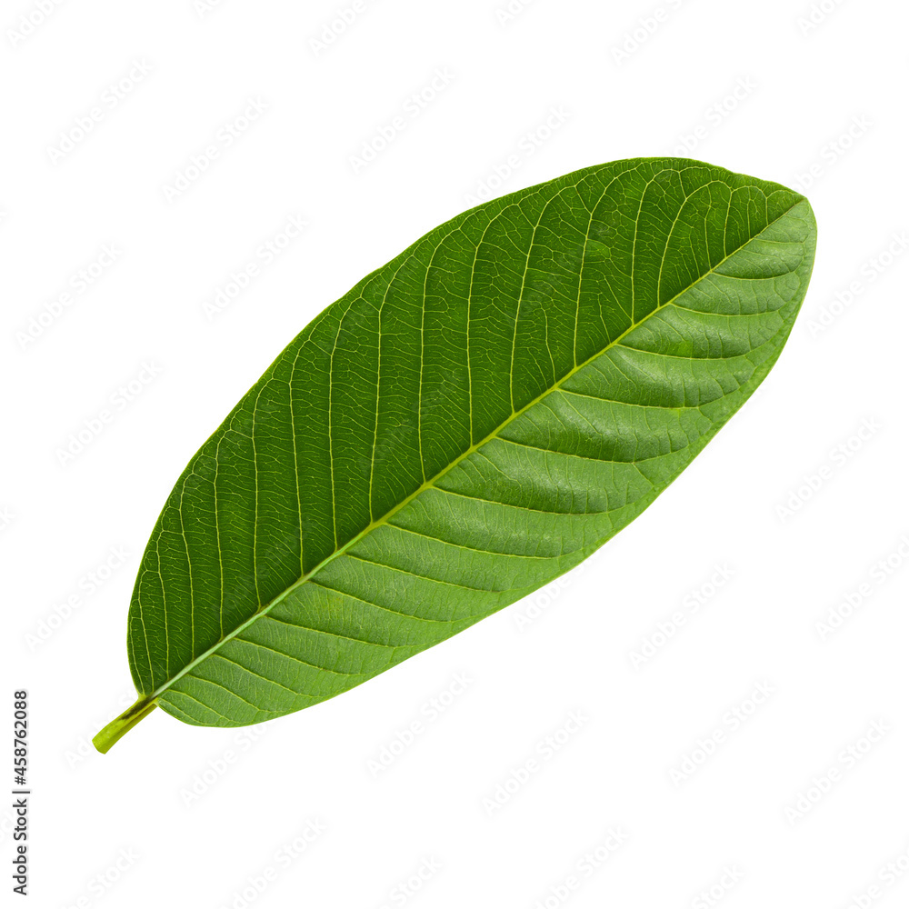 Obraz premium Green Guava leaf isolated over white background.
