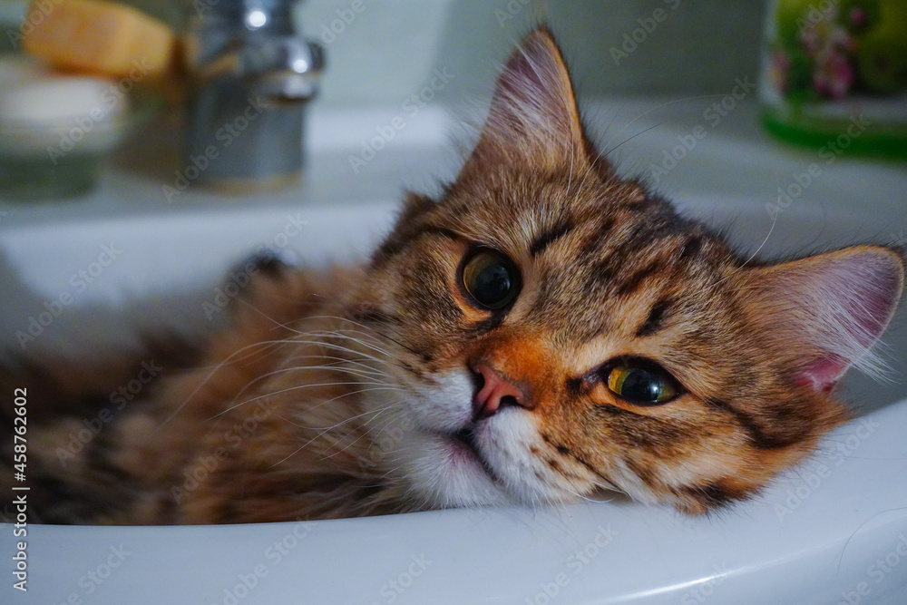 fluffy cat lies in the sink. High quality photo