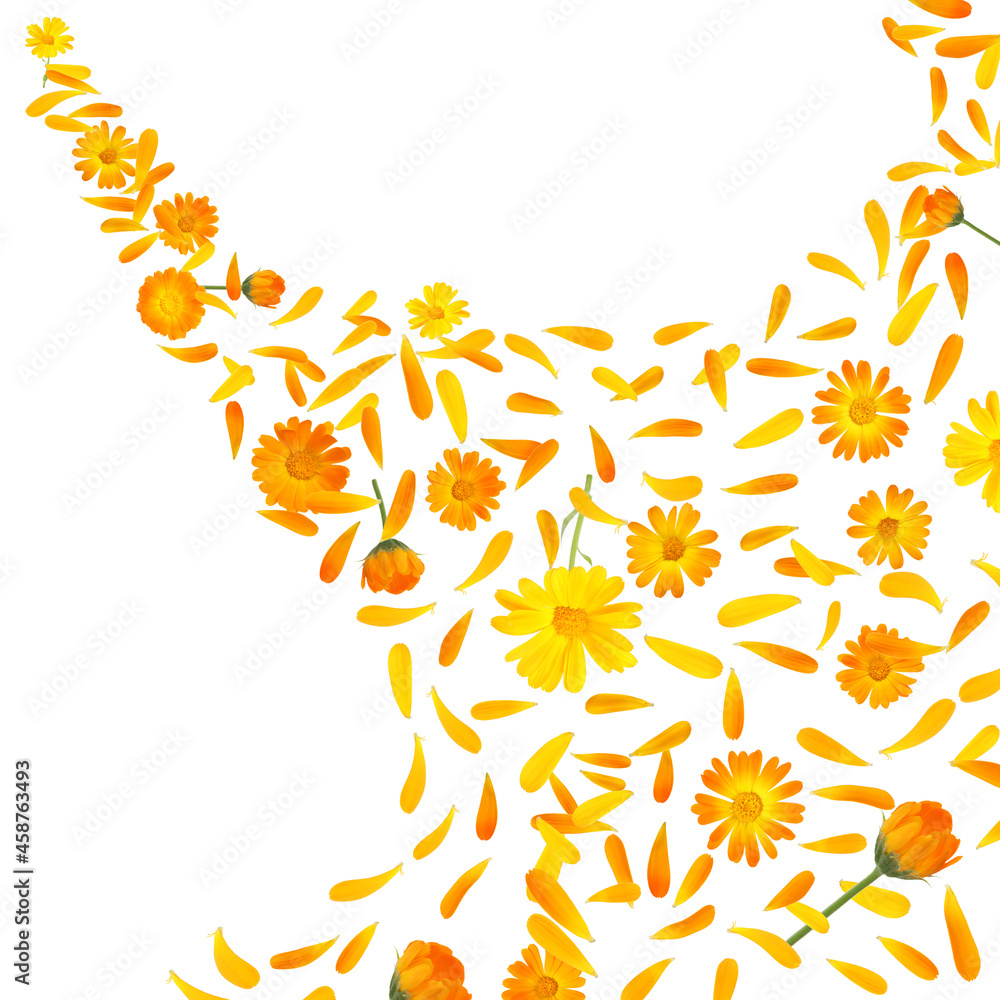 Beautiful calendula flowers and petals falling on white background Beautiful calendula flowers and petals falling on white background