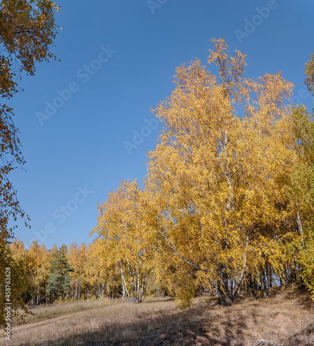 Golden fall. Silver Birch  Betula pendula  in deciduous forest in Central Russia