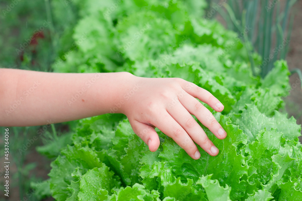 Child hand holding green leaves of wet lettuce in the garden. Fresh organic ingrediants for cooking. Natural vitamins and vegetarian food.