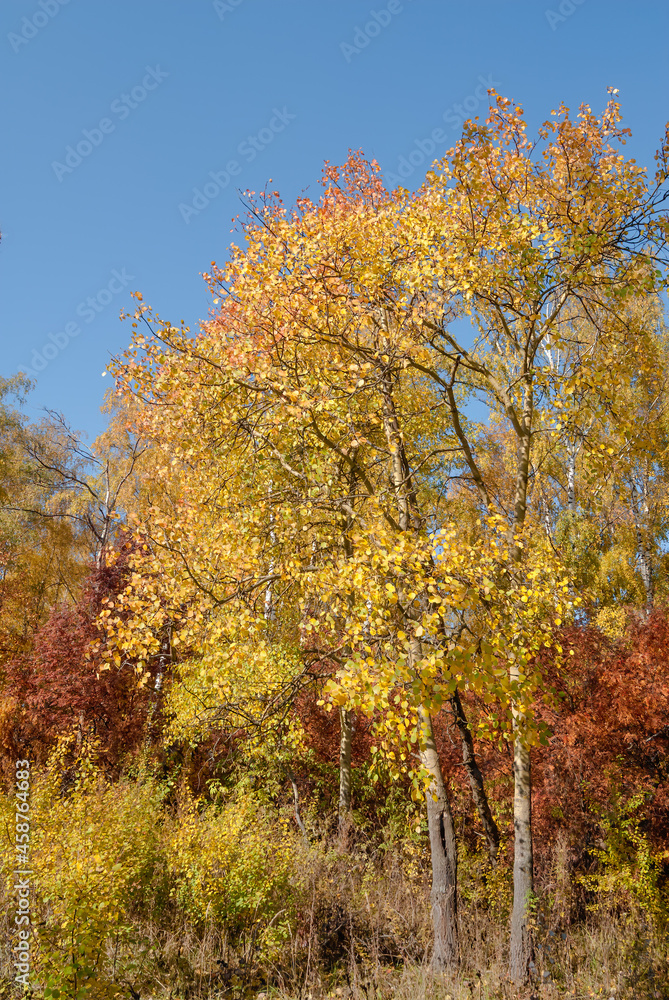 Golden fall. Common Aspen (Populus tremula) in deciduous forest, Central Russia