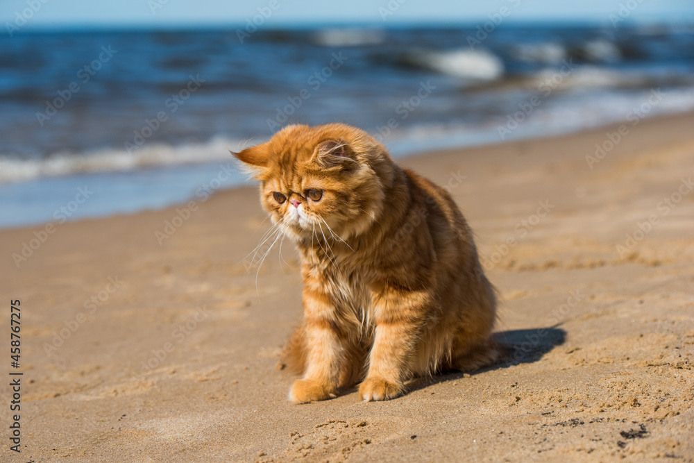 Obraz premium Red Persian cat is sitting on the beach of Baltic sea