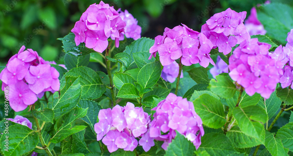 Pink hydrangea flowers close up Pink hydrangea flowers close up