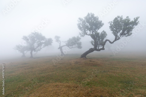 Magical endemic laurel trees in Fanal laurisilva forest in Madeira  World Heritage Site by UNESCO in Portugal. Beautiful green summer woods with thick fog Rainforest in rainy day. Solitary trees.