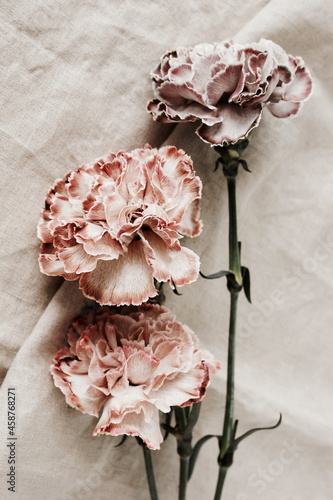 Pink carnation flowers close up on beige linen texture . Flowers  background....