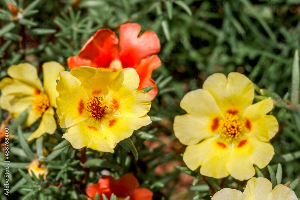 Rose Moss (Portulaca grandiflora) in garden Rose Moss (Portulaca grandiflora) in garden