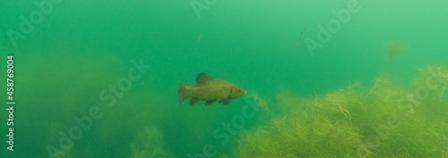 A tench swimming in a beautiful underwater landscape