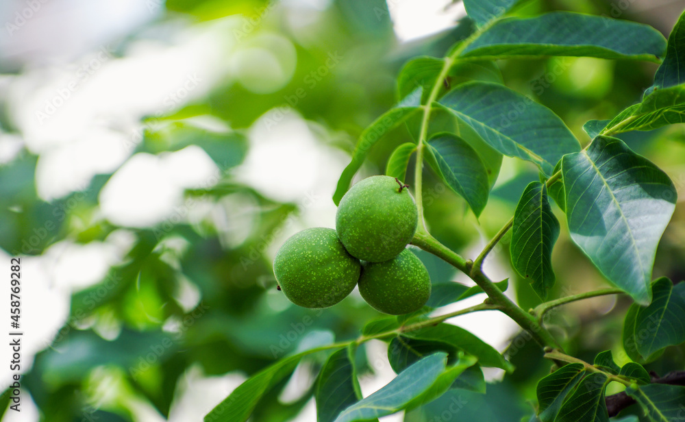 Young walnuts on the tree at sunset.