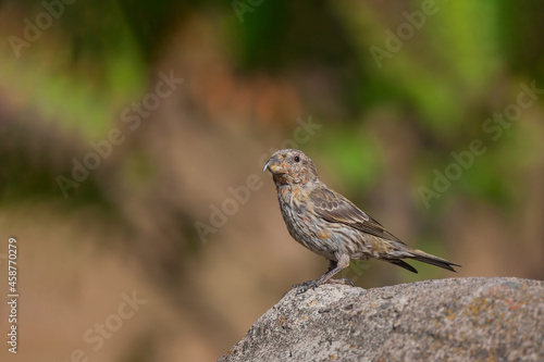 Red Crossbill (Loxia curvirostra) perched on the edge of a rock