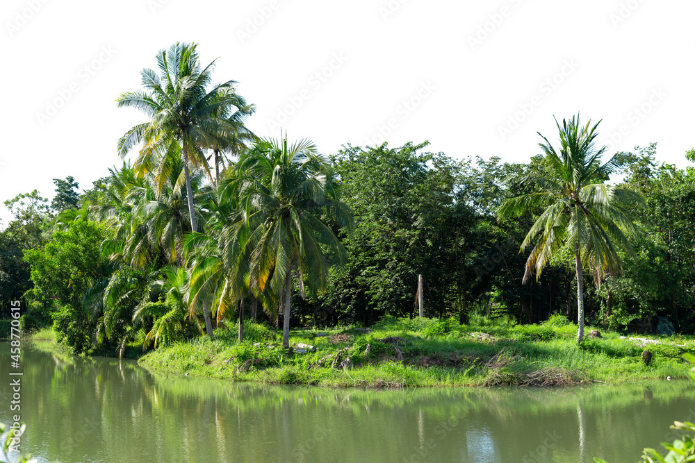 Line up of coconut tree isolated on white background.