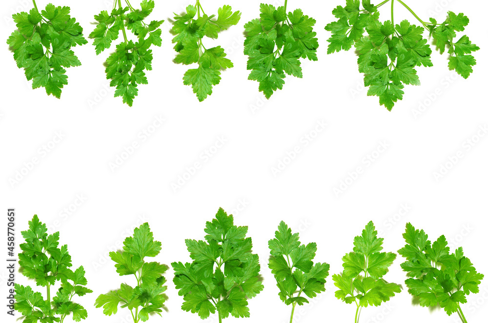Parsley isolated on white background Parsley isolated on white background