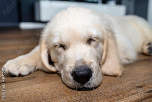 The golden retriever puppy sleeping on modern vinyl panels in the living room of the house, visible furniture in the background.