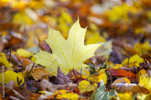 Yellow maple leaf on the ground in autumn sunlight