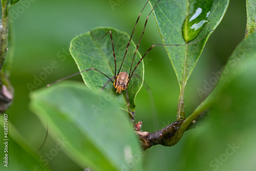 spider on a leaf © luca