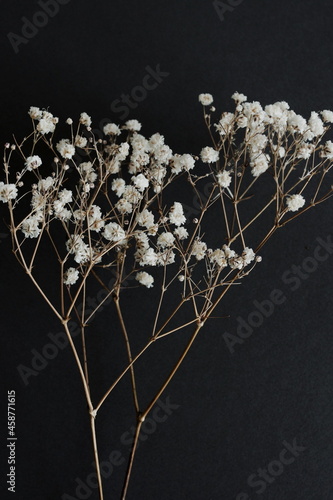 Dry gypsophila flowers branches close up on black  background. White Flowers ...