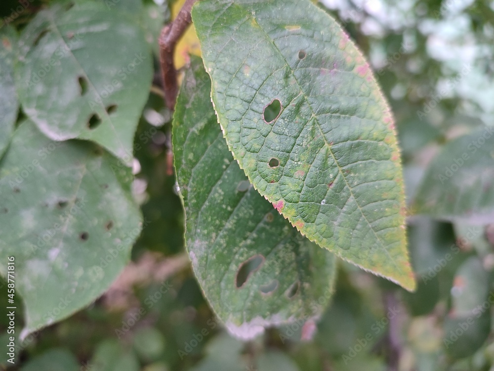 Withering autumn leaves eaten by a caterpillar close-up in macro Withering autumn leaves eaten by a caterpillar close-up in macro
