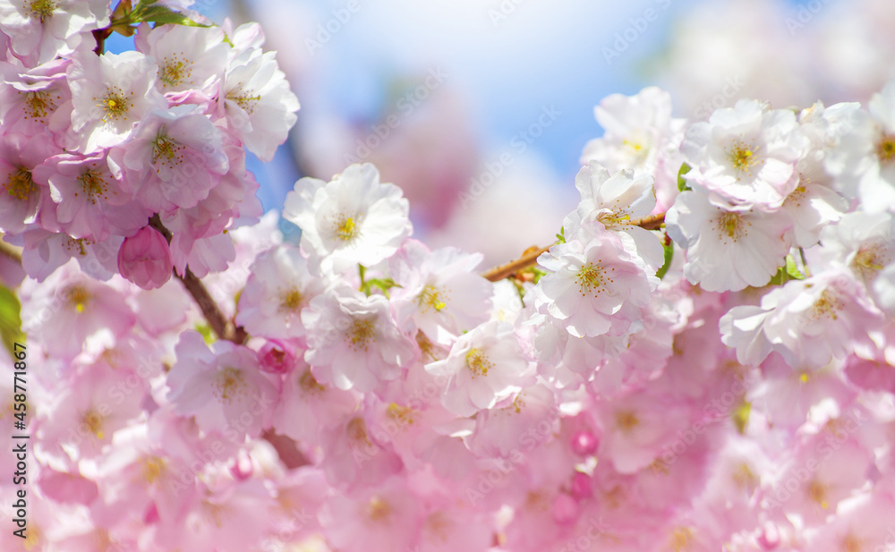 Blooming sakura with pink flowers in spring