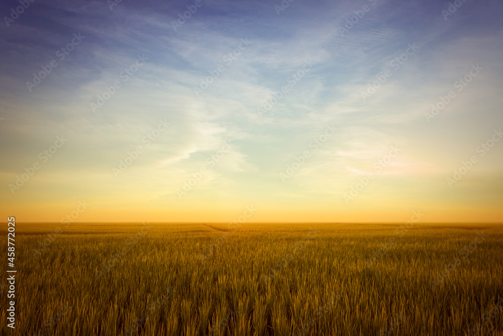 field of wheat and​ sunset