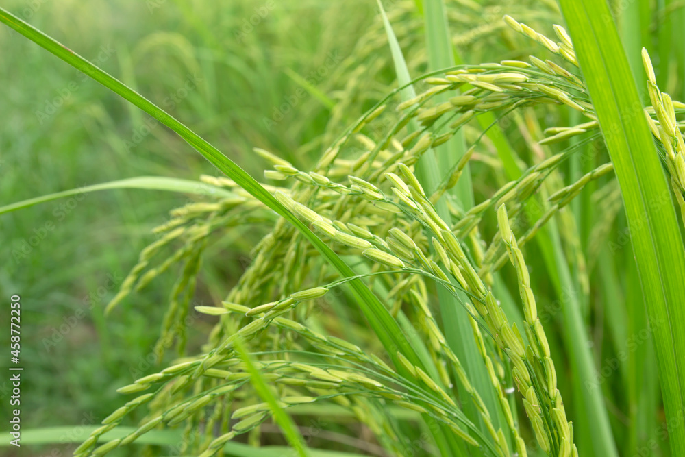 Rice in the field waiting for harvest Thailand Rice in the field waiting for harvest Thailand