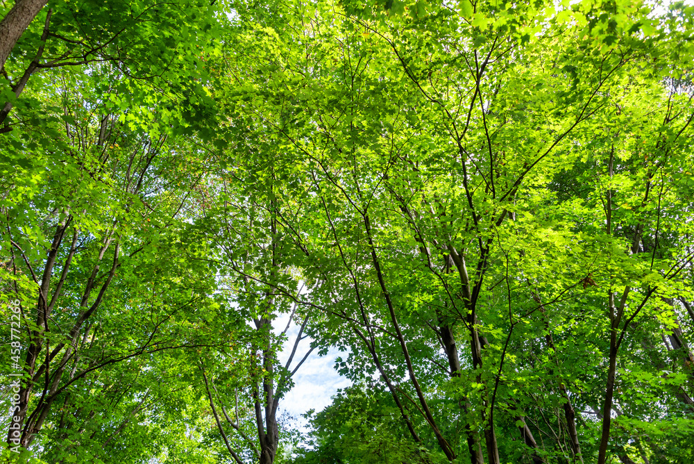 Lush foliage background Lush foliage background