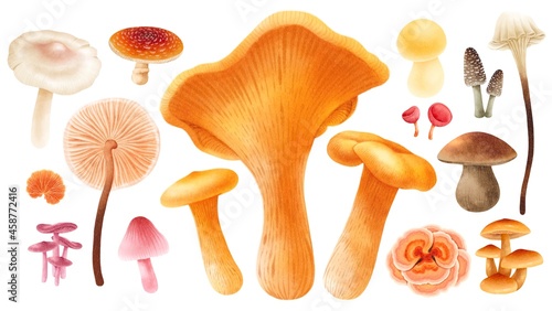 Mushroom with autumn elements illustration watercolor style collection
