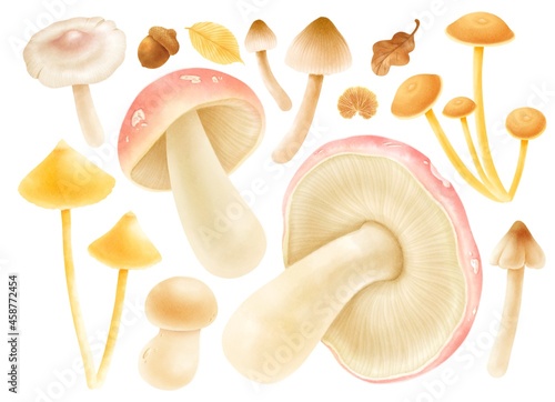Mushroom with autumn elements illustration watercolor style collection