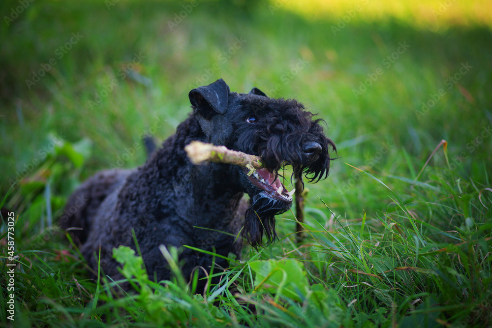 Kerry Blue Terrier playing with wooden stick in a summer park.
