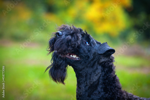 Portrait of a kerry blue terrier walking outdoors in the evening.