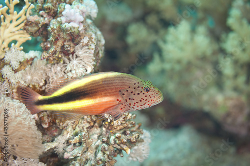 Fish of the Red sea. Juvenile hawkfish